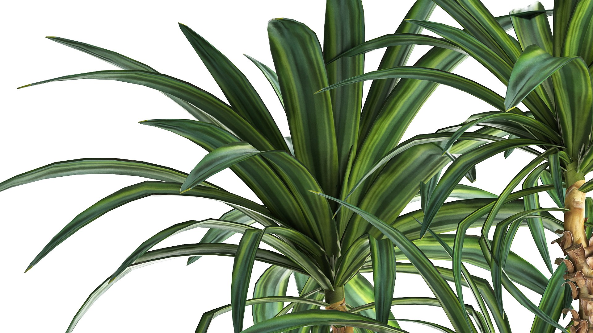 3D model Dracaena in a flowerpot for the interior 1010 https://p.turbosquid.com/ts-thumb/KV/7rElsW/FG/1dracaena12806202107/jpg/1624965895/1920x1080/fit_q87/c0dfffceeafee4b56572db9e8451ff0a35ce087c/1dracaena12806202107.jpg