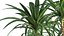 인테리어 용 화분에 담긴 Dracaena 1010