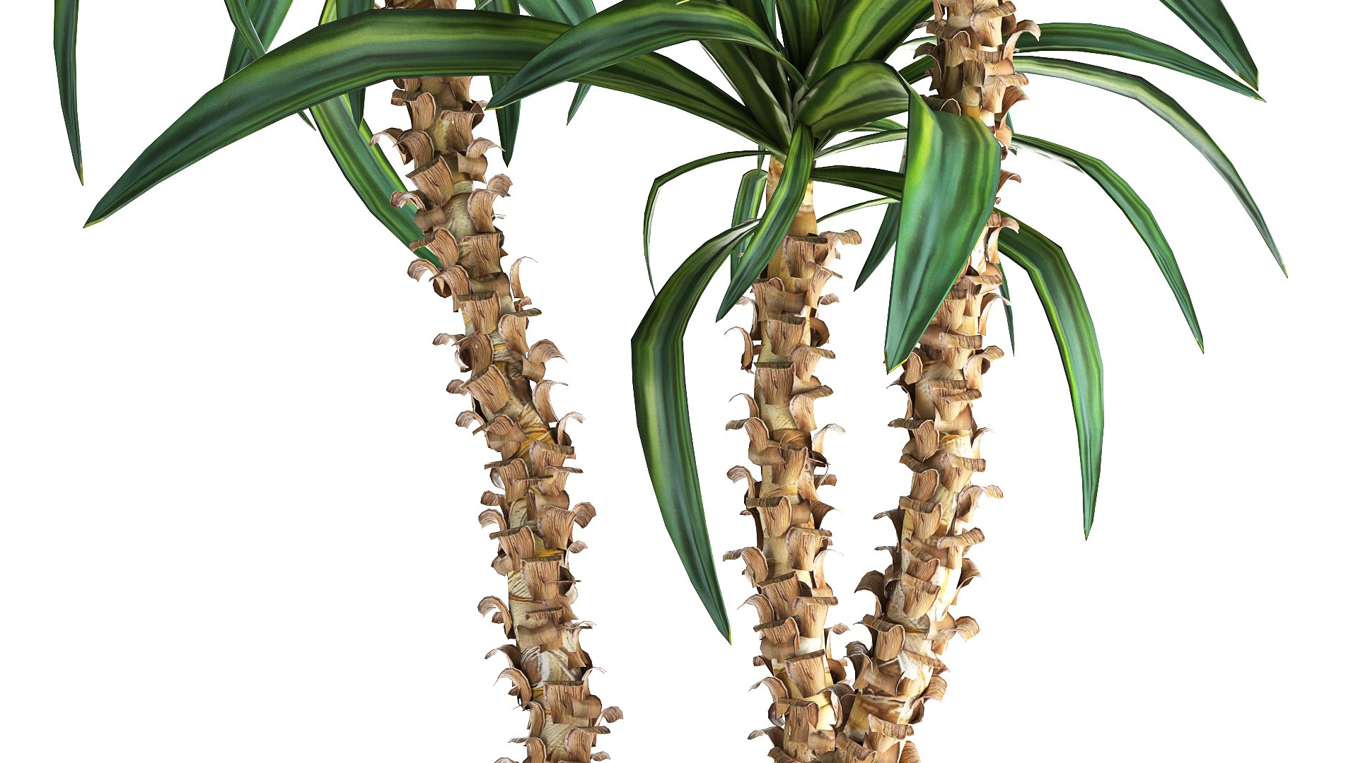 3D model Dracaena in a flowerpot for the interior 1010 https://p.turbosquid.com/ts-thumb/KV/7rElsW/Hh/1dracaena12806202105/jpg/1624965888/1920x1080/fit_q87/74fd70e78a6becbed48cba865fc26b200038da17/1dracaena12806202105.jpg