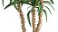 인테리어 용 화분에 담긴 Dracaena 1010