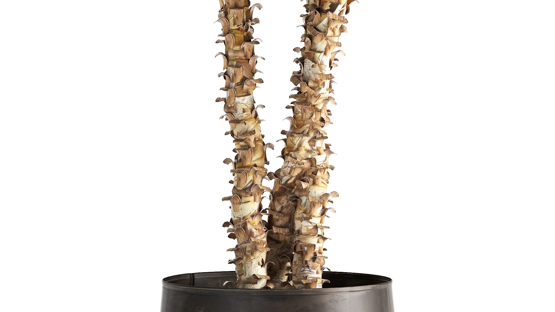 3D model Dracaena in a flowerpot for the interior 1010 https://p.turbosquid.com/ts-thumb/KV/7rElsW/P1/1dracaena12806202104/jpg/1624965890/1920x1080/fit_q87/8cee7b179dd55d9a1763ad2f09fb2c7a1163239d/1dracaena12806202104.jpg