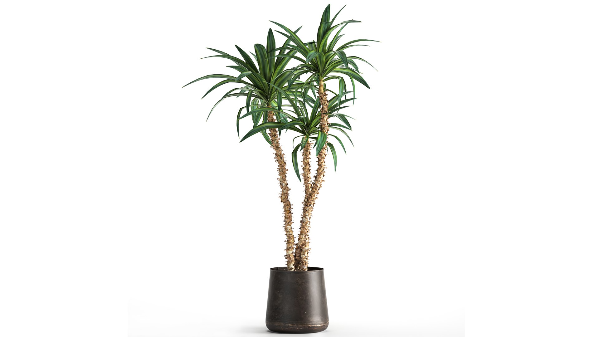 3D model Dracaena in a flowerpot for the interior 1010 https://p.turbosquid.com/ts-thumb/KV/7rElsW/pF/1dracaena12806202102/jpg/1624965887/1920x1080/fit_q87/7b5ced1441e798682d9d044b5f6776b7e3374ad7/1dracaena12806202102.jpg