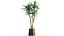 인테리어 용 화분에 담긴 Dracaena 1010