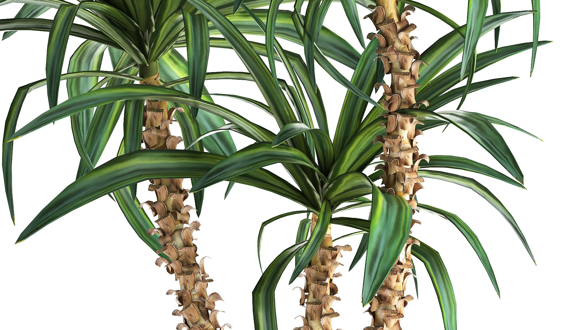 3D model Dracaena in a flowerpot for the interior 1010 https://p.turbosquid.com/ts-thumb/KV/7rElsW/rd/1dracaena12806202106/jpg/1624965890/1920x1080/fit_q87/c9531f8abeb0c4246d61924db16a30545d747e82/1dracaena12806202106.jpg