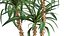 인테리어 용 화분에 담긴 Dracaena 1010