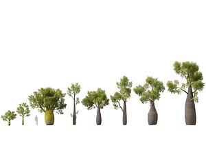 HighPolyLowPoly Brachychiton Rupestris - Queensland Bottle Tree 3D model
