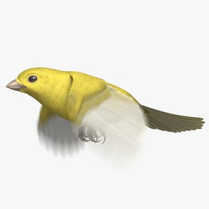 Domestic Canary (Animated)