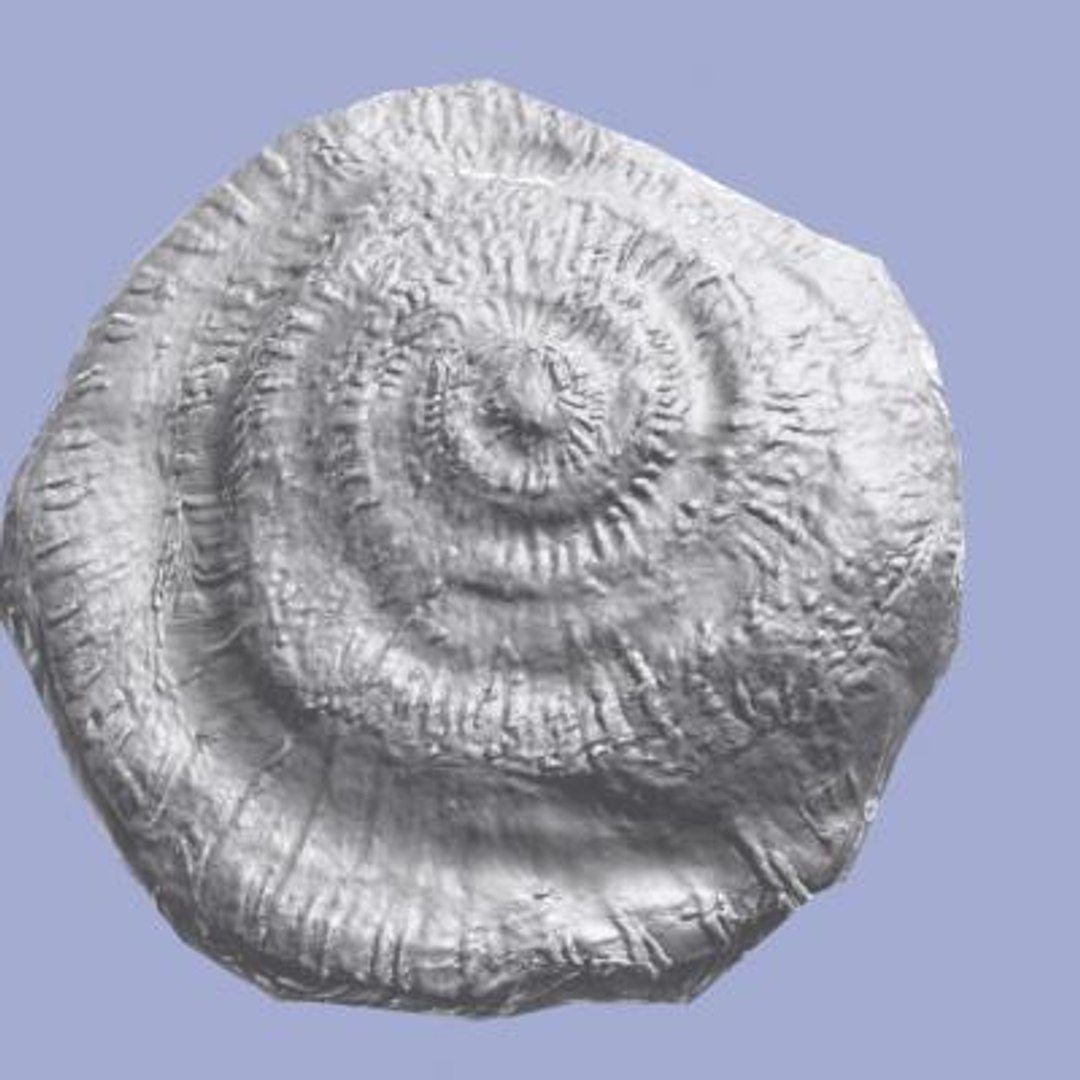 3ds max ammonite fossil https://p.turbosquid.com/ts-thumb/KV/Ov4cBu/DaeyZJEE/5/jpg/1291216014/1920x1080/fit_q87/f9c700362266eb34f00af843251367e7c4e4a308/5.jpg