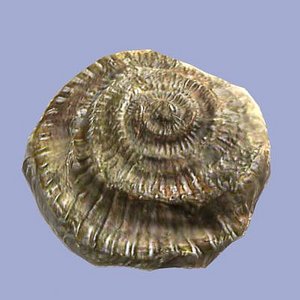 Ammonite Fossil