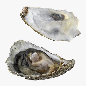 Half Shell Oyster 01 Collection