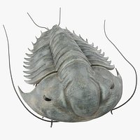 Trilobite Extinct Marine Arachnomorph Arthropod
