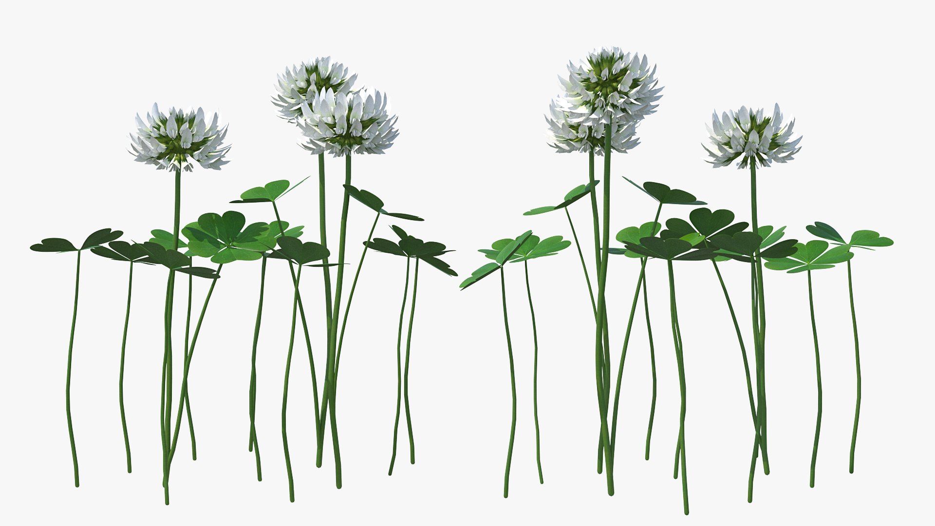 Blooming Clover Field Meadow 3D model preview