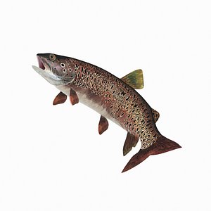 3D Trout fish - Rigged model