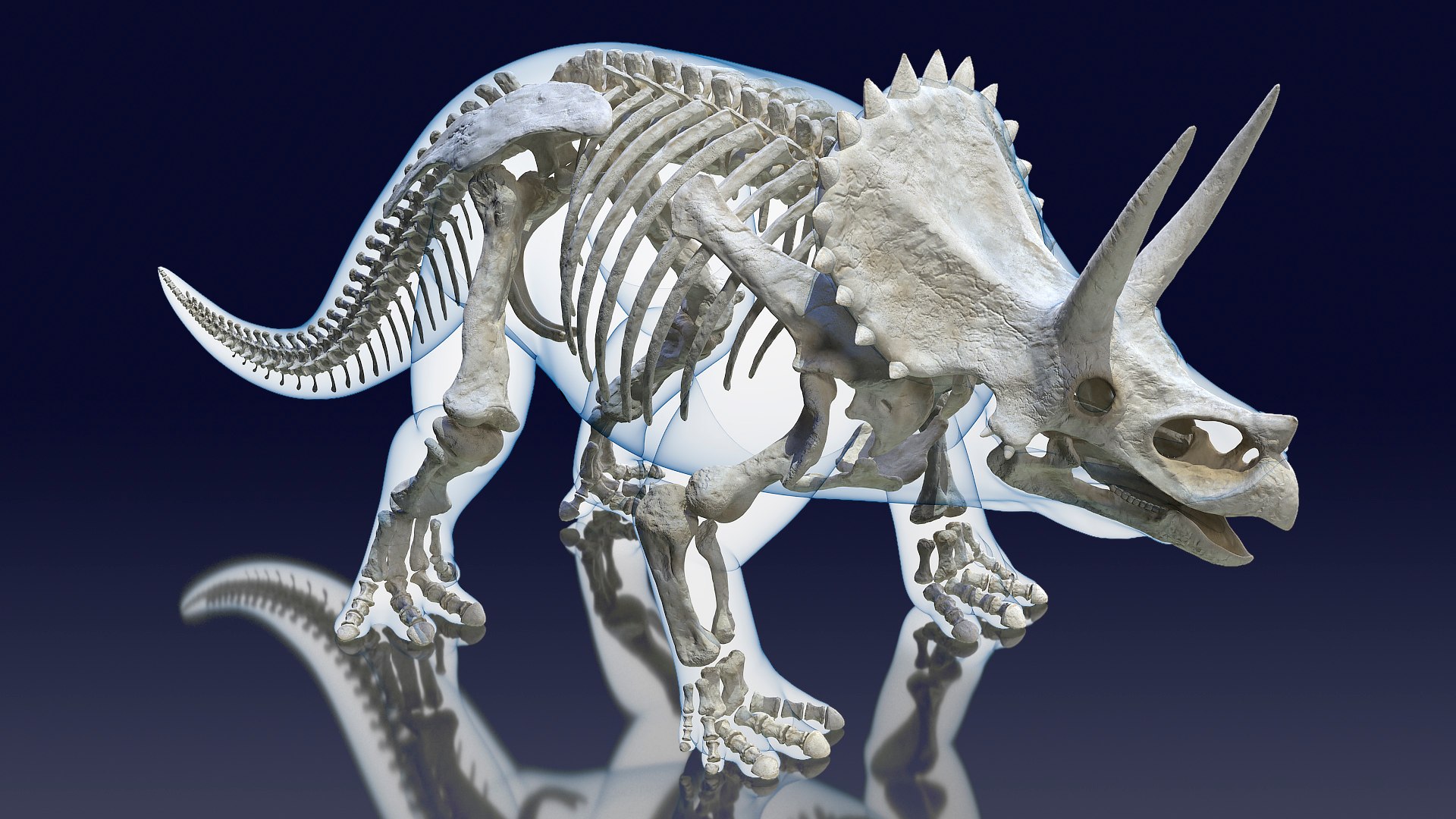 Triceratops Skeleton Standing Pose with Transparent Skin 3D model preview