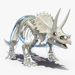 Triceratops Skeleton Standing Pose with Transparent Skin