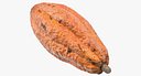 Cocoa Fruit 3D Model