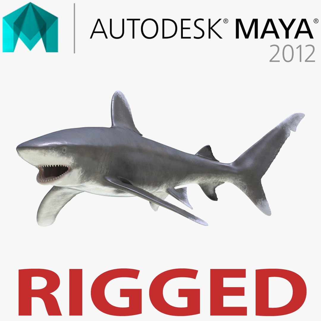 Oceanic Whitetip Shark Rigged for Maya 3D Model 3D model preview