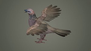 3D sparrow falcon eagle jay stork pelican swan
