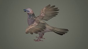 sparrow falcon eagle jay stork pelican swan