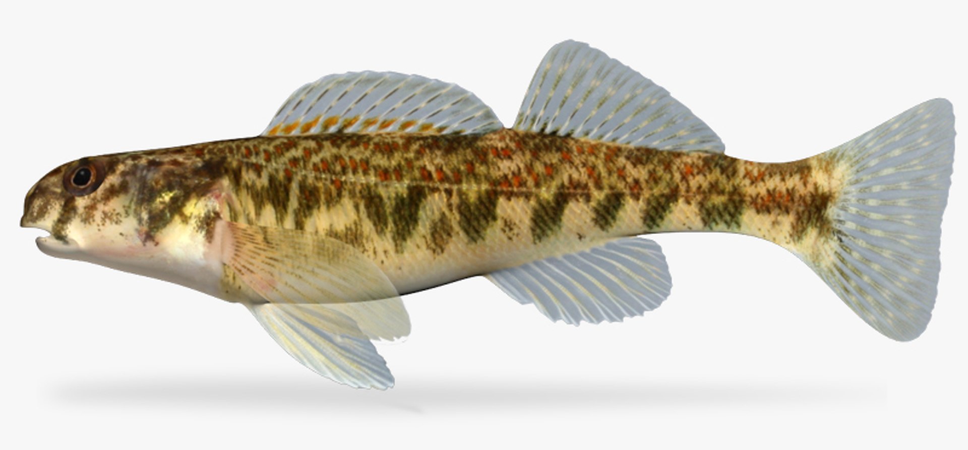 x darter fish https://p.turbosquid.com/ts-thumb/KW/2Tewvn/3ZM19YSX/1/jpg/1453318102/1920x1080/fit_q87/0f3fbfe768135c912e52d2d85c705e944a8071a5/1.jpg