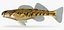 Collezione Darter Fish 1