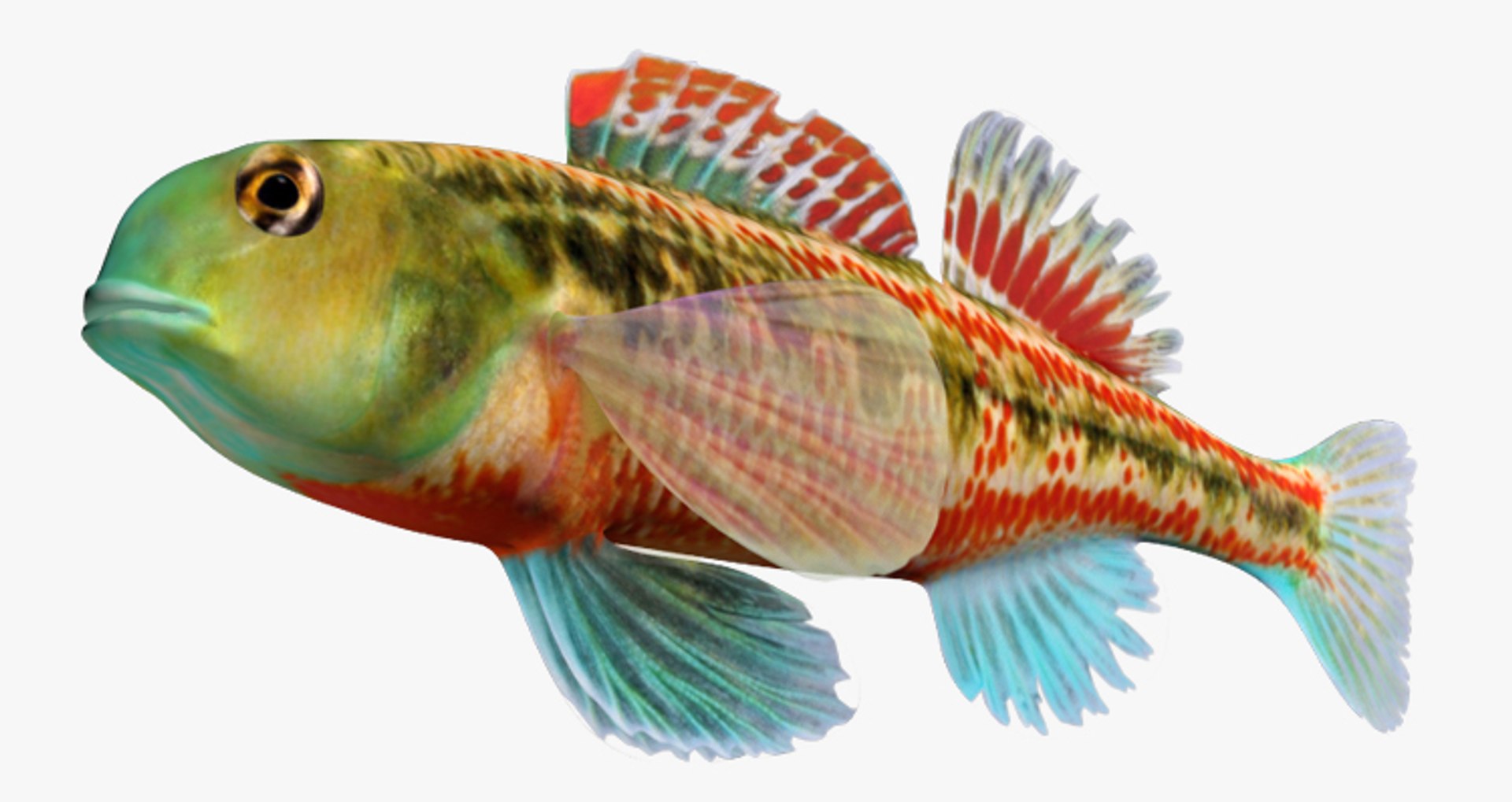 x darter fish https://p.turbosquid.com/ts-thumb/KW/2Tewvn/4q4cy4Fs/2/jpg/1453318075/1920x1080/fit_q87/e6690667a5ea1c48152c19cfdb5197f41e4aa89d/2.jpg