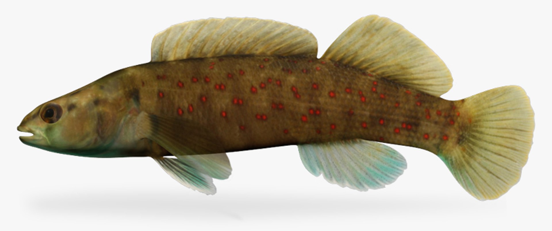 x darter fish https://p.turbosquid.com/ts-thumb/KW/2Tewvn/5GzWS1hl/1/jpg/1453318250/1920x1080/fit_q87/d0af74644dffb2d968e5ce7e13e2b7b6c80bd15e/1.jpg