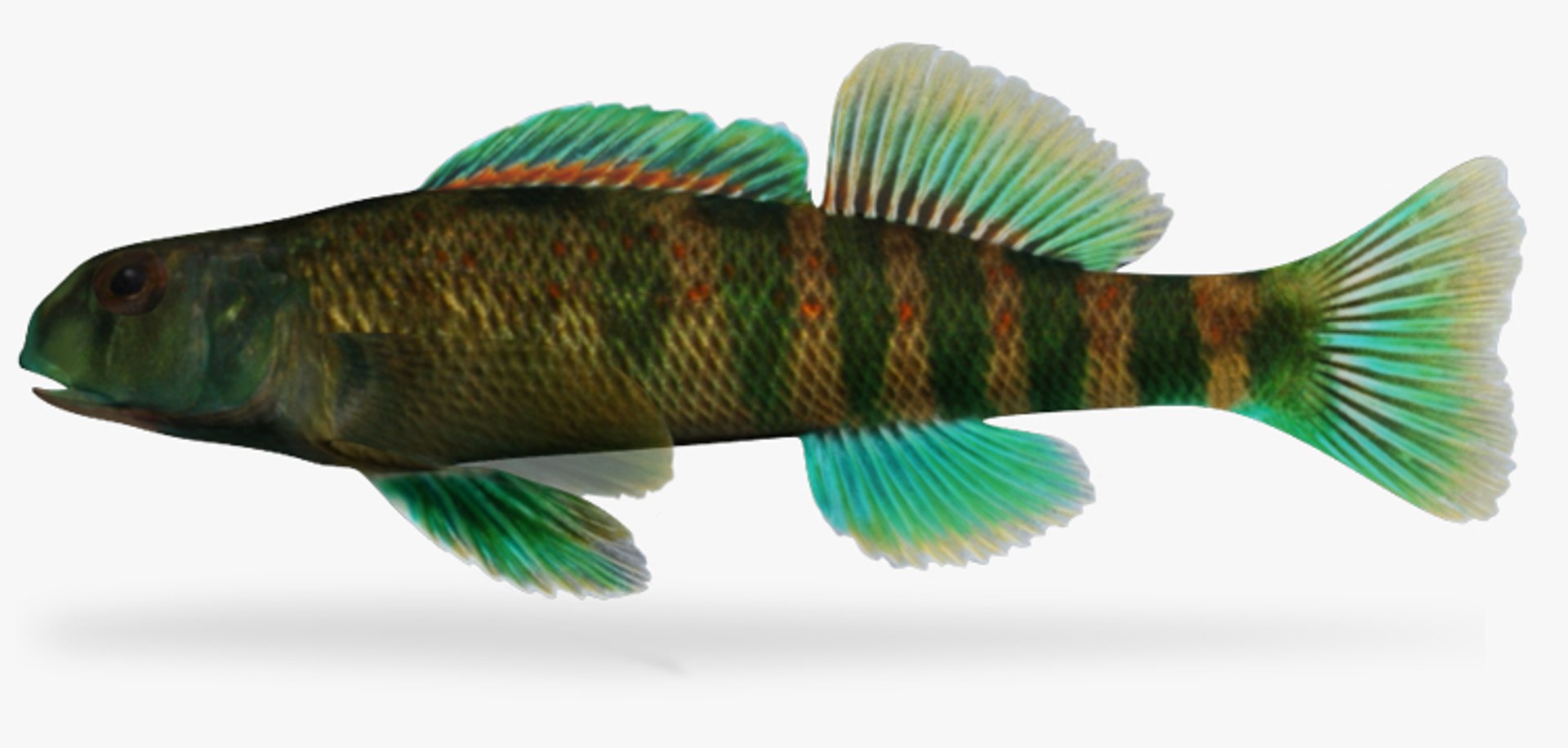 x darter fish https://p.turbosquid.com/ts-thumb/KW/2Tewvn/5RHuBhsS/1/jpg/1453318126/1920x1080/fit_q87/fed2c58b0adb738740e4d3269e10f12b9cd99f56/1.jpg