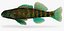 Collezione Darter Fish 1