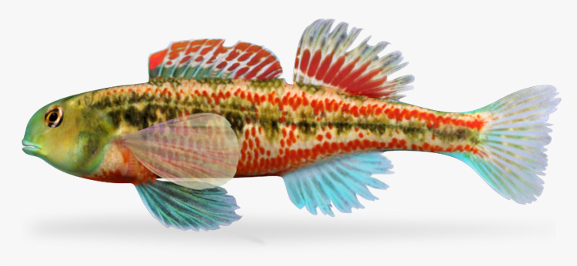 x darter fish https://p.turbosquid.com/ts-thumb/KW/2Tewvn/6NmrzboX/1/jpg/1453318075/1920x1080/fit_q87/a2684ced19ab8727d7fe5075a13cc7345fa7573b/1.jpg