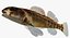 Collezione Darter Fish 1