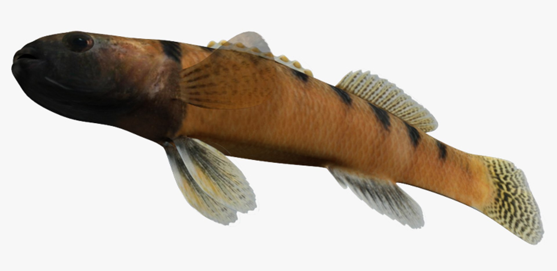 x darter fish https://p.turbosquid.com/ts-thumb/KW/2Tewvn/9nWJdtny/2/jpg/1453318204/1920x1080/fit_q87/79f4951c8b84f4478a7f15de9c919f0869aad442/2.jpg
