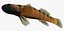 Collezione Darter Fish 1