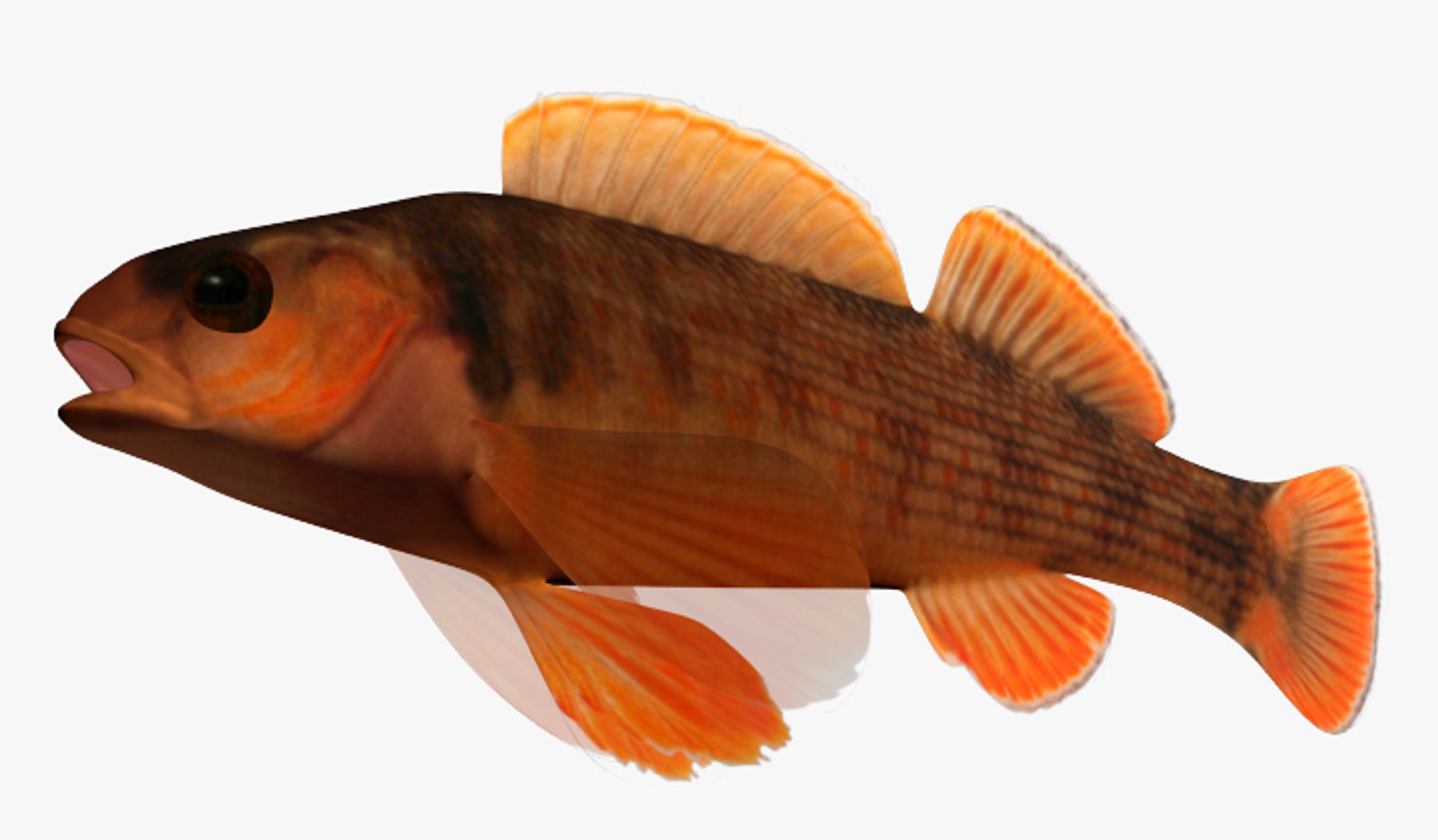 x darter fish https://p.turbosquid.com/ts-thumb/KW/2Tewvn/BVQF282V/2/jpg/1453318089/1920x1080/fit_q87/d8f0f6361a9b9c89882a607fc91a9ef27bed51eb/2.jpg