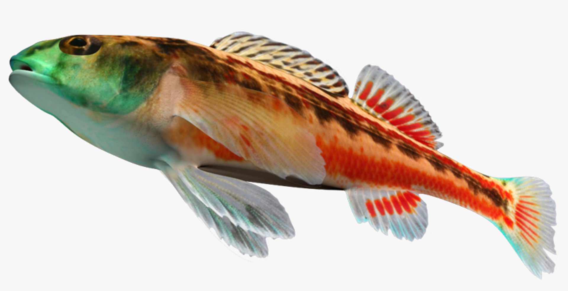 x darter fish https://p.turbosquid.com/ts-thumb/KW/2Tewvn/DRbxJBzq/2/jpg/1453318153/1920x1080/fit_q87/c7abae74ac9e3f0838f74eec592b35bd698e9cba/2.jpg