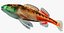 Collezione Darter Fish 1