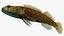 Collezione Darter Fish 1
