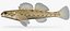 Collezione Darter Fish 1