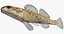 Collezione Darter Fish 1