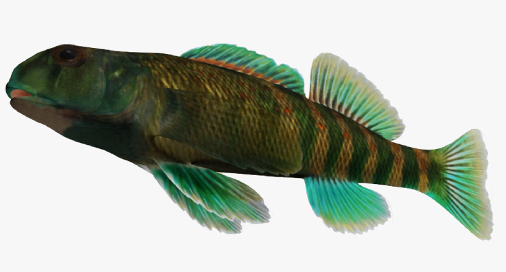 x darter fish https://p.turbosquid.com/ts-thumb/KW/2Tewvn/LYzIXLss/2/jpg/1453318126/1920x1080/fit_q87/6ee3d787d0c4b9842cd2841147baab0ae0ea6aba/2.jpg