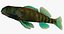 Collezione Darter Fish 1