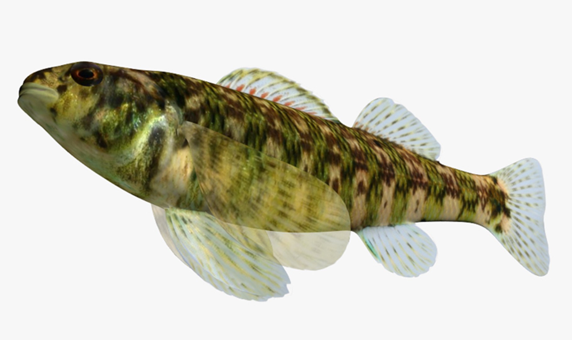 x darter fish https://p.turbosquid.com/ts-thumb/KW/2Tewvn/LvePtUqP/2/jpg/1453318275/1920x1080/fit_q87/526f1b527cb399834e0f41914752beb94c81bdb1/2.jpg