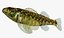 Collezione Darter Fish 1