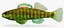 Collezione Darter Fish 1