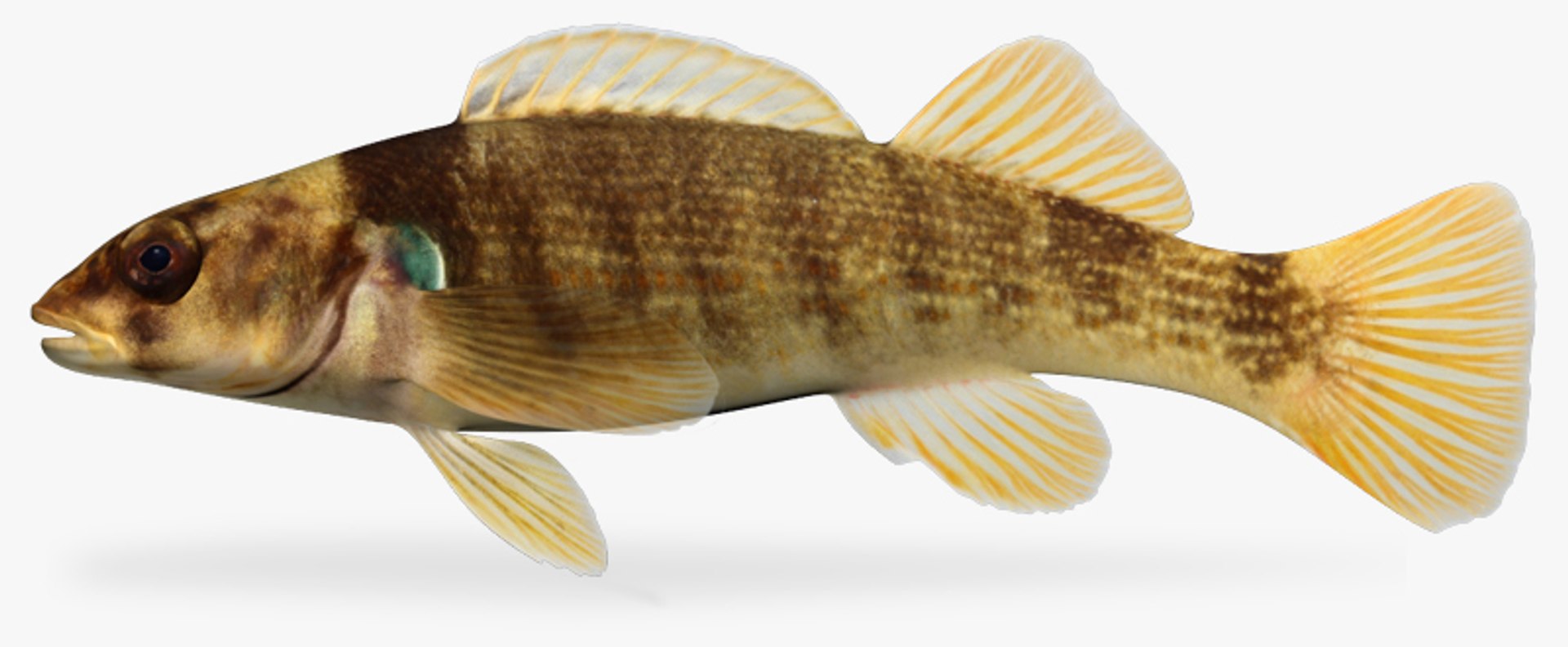 x darter fish https://p.turbosquid.com/ts-thumb/KW/2Tewvn/OnyWsrQi/1/jpg/1453318237/1920x1080/fit_q87/84c91e46e8a65ede755e728dadff0f4fb0113fe6/1.jpg