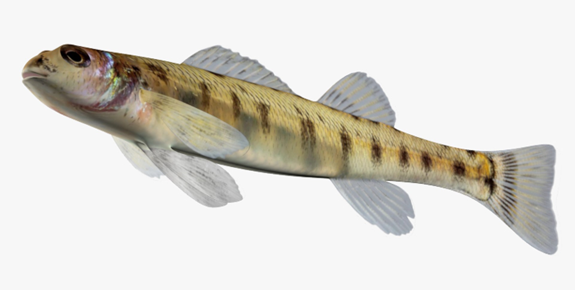 x darter fish https://p.turbosquid.com/ts-thumb/KW/2Tewvn/RXTBVKrX/2/jpg/1453318035/1920x1080/fit_q87/d22bc5ccda7e8224c7a2bf884066f614fcb9b207/2.jpg
