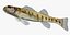 Collezione Darter Fish 1