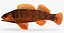 Collezione Darter Fish 1