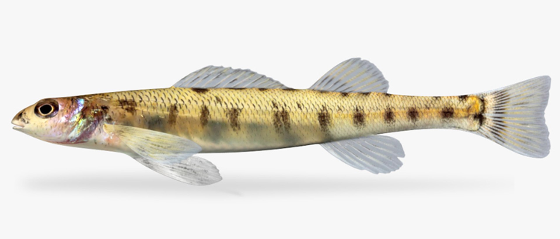 x darter fish https://p.turbosquid.com/ts-thumb/KW/2Tewvn/S1CjsItb/1/jpg/1453318035/1920x1080/fit_q87/6785ff66544d23c143a8e970bc15724b96e52e60/1.jpg