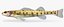 Collezione Darter Fish 1